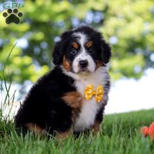 Beetle Boy, Mini Bernedoodle Puppy
